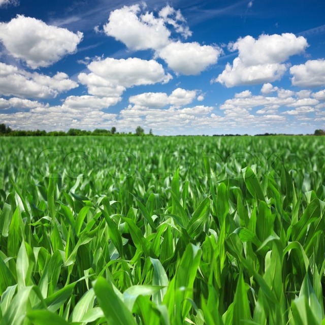 4389068-green-corn-field